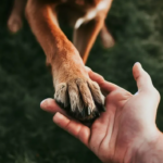 Helping dog. holding hands